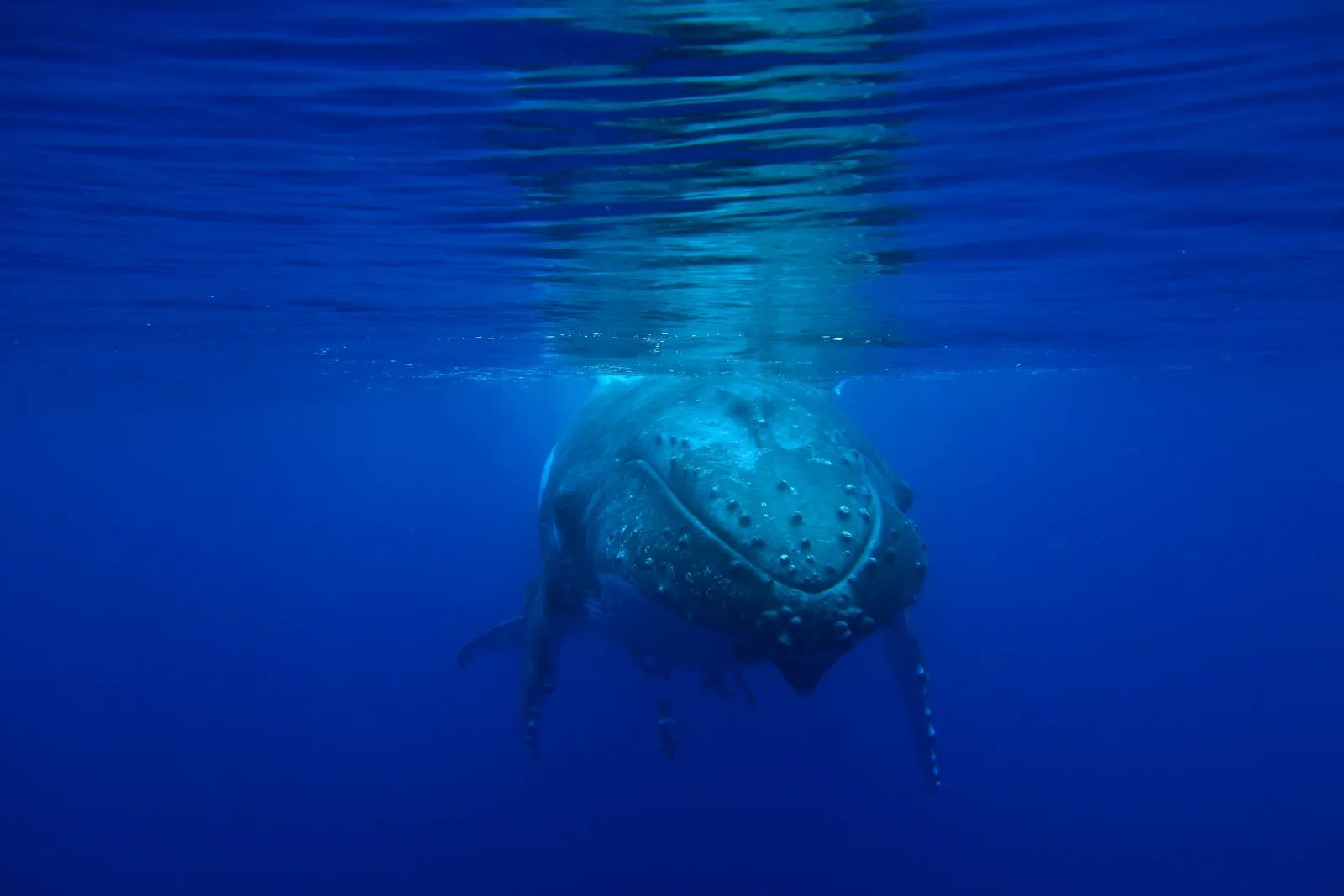 Humpback whale underwater in Vava'u, Tonga